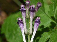 Scutellaria columnae 12, Trosglidkruid, Saxifraga-Sonja Bouwman  809. Trosglidkruid - Scutellaria columnae - Lamiaceae familie (i)