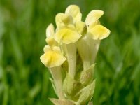 Scutellaria orientalis 7, Saxifraga-Sonja Bouwman  Yellow-flowered skull cap - Scutellaria orientalis - Lamiaceae familie