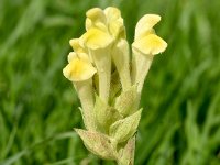 Scutellaria orientalis 8, Saxifraga-Sonja Bouwman  Yellow-flowered skull cap - Scutellaria orientalis - Lamiaceae familie