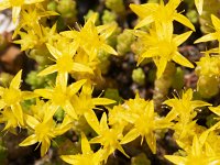 Goldmoss stonecrop (Sedum acre), flowering  Goldmoss stonecrop (Sedum acre), flowering : Goldmoss stonecrop, stonecrop, Sedum acre, plant, vascular plant, flora, floral, sping, springtime, summer, summertime, nature, natural, outside, outdoors, no people, nobody, flower, flowers, in flower, flowering, in bloom, blooming, beautiful, beauty in nature, beauty