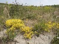 Sedum acre 57, Muurpeper, Saxifraga-Willem van Kruijsbergen