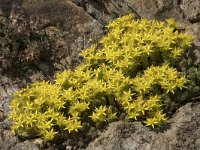 Sedum acre 59, Muurpeper, Saxifraga-Willem van Kruijsbergen