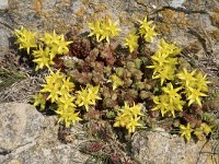 Sedum acre 61, Muurpeper, Saxifraga-Willem van Kruijsbergen