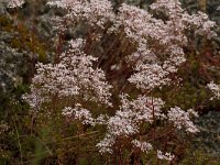 Sedum album 31, Wit vetkruid, Saxifraga-Jan Nijendijk