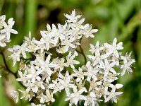 Sedum album 32, Wit vetkruid, Saxifraga-Sonja Bouwman  Wit vetkruid - Sedum album - Crassulaceae familie