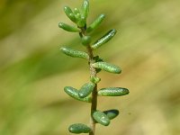 Sedum album 33, Wit vetkruid, Saxifraga-Sonja Bouwman  Wit vetkruid - Sedum album - Crassulaceae familie