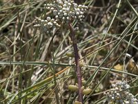 Sedum album 36, Wit vetkruid, Saxifraga-Willem van Kruijsbergen