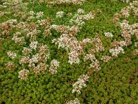 Sedum album 39, Wit vetkruid, Saxifraga-Hans Grotenhuis