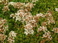 Sedum album 40, Wit vetkruid, Saxifraga-Hans Grotenhuis