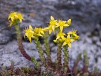 Sedum alpestre 9, Saxifraga-Luuk Vermeer