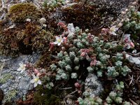 Sedum brevifolium 10, Saxifraga-Ed Stikvoort