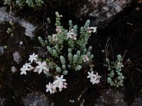 Sedum brevifolium 12, Saxifraga-Ed Stikvoort