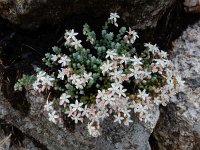 Sedum brevifolium 13, Saxifraga-Ed Stikvoort