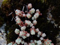 Sedum brevifolium 14, Saxifraga-Ed Stikvoort