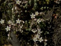 Sedum brevifolium 5, Saxifraga-Jan van der Straaten