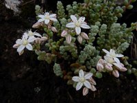 Sedum brevifolium 9, Saxifraga-Ed Stikvoort