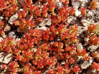 Sedum caespitosum 3, Saxifraga-Ed Stikvoort