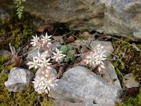 Sedum dasyphyllum 12, Dik vetkruid, Saxifraga-Jasenka Topic