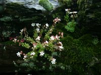 Sedum dasyphyllum 18, Dik vetkruid, Saxifraga-Dirk Hilbers