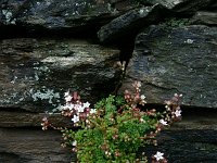 Sedum dasyphyllum 19, Dik vetkruid, Saxifraga-Dirk Hilbers