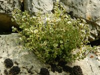 Sedum dasyphyllum 22, Dik vetkruid, Saxifraga-Rutger Barendse