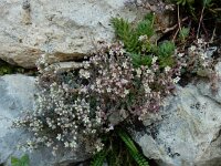 Sedum dasyphyllum 29, Dik vetkruid, Saxifraga-Ed Stikvoort : Poncebos s9900