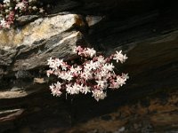 Sedum dasyphyllum 8, Dik vetkruid, Saxifraga-Dirk Hilbers