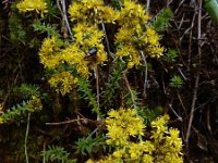 Sedum forsterianum 6, Sierlijk vetkruid, Saxifraga-Ed Stikvoort