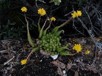 Sedum forsterianum 7, Sierlijk vetkruid, Saxifraga-Ed Stikvoort