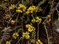 Sedum forsterianum 8, Sierlijk vetkruid, Saxifraga-Ed Stikvoort