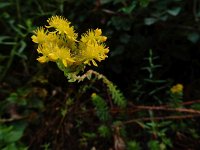 Sedum forsterianum 9, Sierlijk vetkruid, Saxifraga-Ed Stikvoort