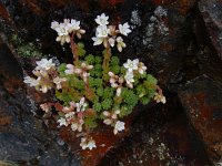 Sedum hirsutum 10, Saxifraga-Ed Stikvoort