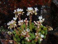 Sedum hirsutum 6, Saxifraga-Ed Stikvoort