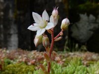 Sedum hirsutum 8, Saxifraga-Ed Stikvoort