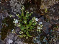 Sedum hirsutum 9, Saxifraga-Ed Stikvoort