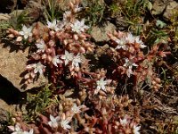 Sedum pallidum 8, Saxifraga-Ed Stikvoort