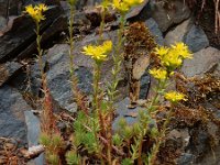 Sedum rupestre 17, Tripmadam, Saxifraga-Ed Stikvoort