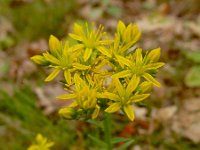 Sedum rupestre 19, Tripmadam, Saxifraga-Ed Stikvoort