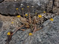 Sedum rupestre 22, Tripmadam, Saxifraga-Ed Stikvoort