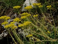 Sedum rupestre 1, Tripmadam, Saxifraga-Marijke Verhagen