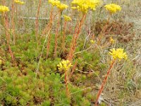 Sedum rupestre 10, Tripmadam, Saxifraga-Rutger Barendse