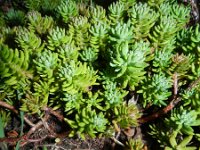 Sedum rupestre 11, Tripmadam, Saxifraga-Rutger Barendse