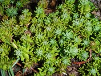 Sedum rupestre 12, Tripmadam, Saxifraga-Rutger Barendse