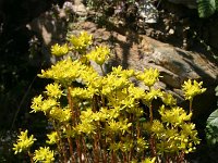 Sedum rupestre 13, Tripmadam, Saxifraga-Dirk Hilbers