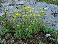 Sedum rupestre 16, Tripmadam, Saxifraga-Ed Stikvoort : viroin2011