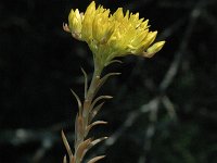 Sedum rupestre 2, Tripmadam, Saxifraga-Marijke Verhagen