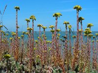 Sedum rupestre 23, Tripmadam, Saxifraga-Ed Stikvoort