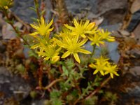 Sedum rupestre 24, Tripmadam, Saxifraga-Ed Stikvoort