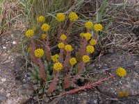 Sedum rupestre 3, Tripmadam, Saxifraga-Peter Meininger