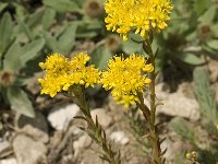 Sedum rupestre 4, Tripmadam, Saxifraga-Jan van der Straaten